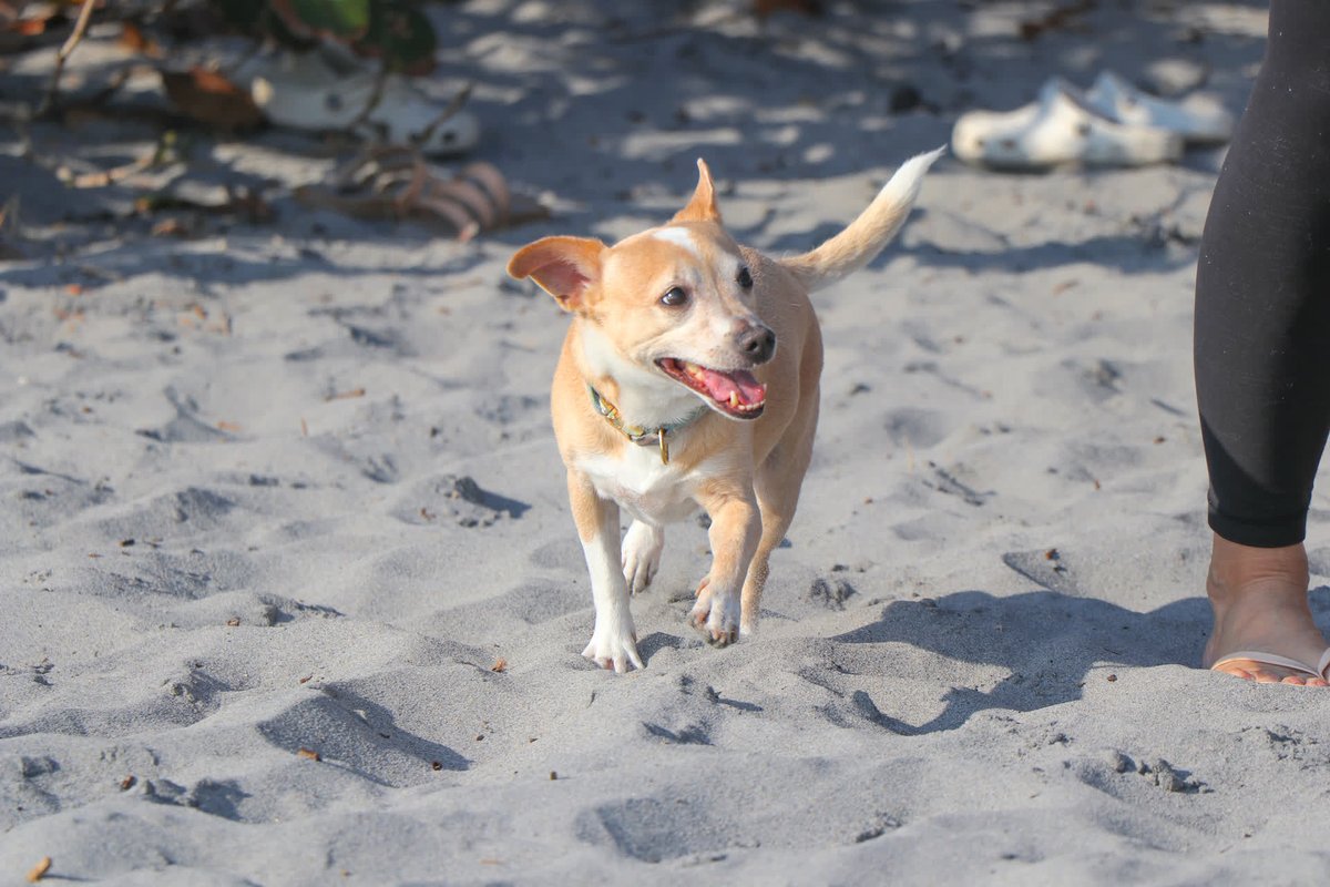 JupiterDogBeach's tweet photo. Spring is here! Pro Tip: bringing your dog to the beach in the morning or evening = less hot & less crowded. 🌞 Please remember to use dog beach etiquette and pick up after your furry friend.
#FriendsofJupiterBeach #FJB #beachcleanup https://t.co/cmCbCyVtx3