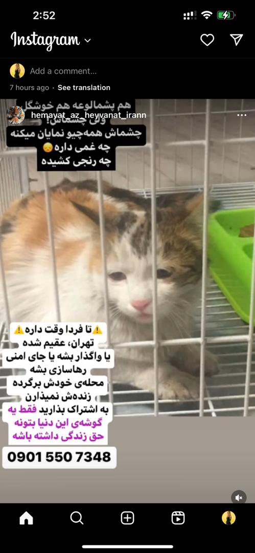 FKamaii's tweet photo. اگ گربه میخواید، ب این طفلی ی شانس بدین
نمیدونم برا دیده شدنش باید چ هشتگی بزنم، اما شما ک‌میبینیش لطف کن ریتوییتش کن https://t.co/cIlCNbPIrv
