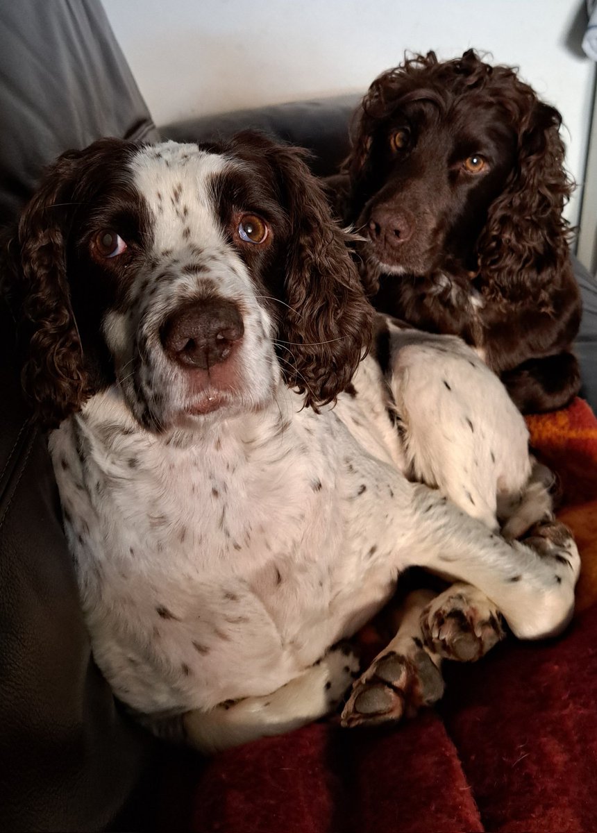 punc22louisem's tweet photo. Yes doggos, i know i should do be doing my NRS416 assignment.. πΆπ #PUNC22 #puncpets #lastpush #year1 #almostcomplete #cocker #spaniel https://t.co/xwhCPN6PUQ