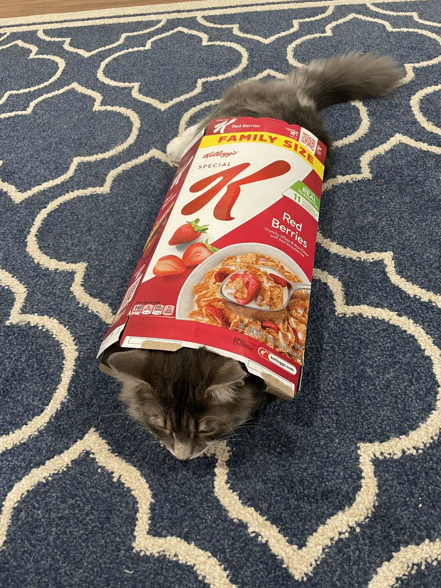 ToddMcKeeAD's tweet photo. Thank you @SpecialK for including the cat costume with your delicious cereal. Maverick loves it while his brother Goose is not impressed #freecattoy #catsarestrange https://t.co/I3wEpj4IlA