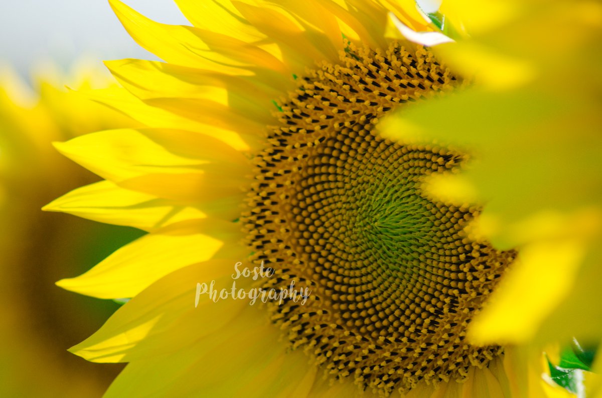 ÁUREA 
Objeto: Girasol 
Patrón: Espiral de Fibonacci.   
Dónde + encontrarlo: Campos de Cultivo 
#fractal #naturaleza #artefractal #DM2 #formacióndocente #cáceres @_aranglez
<a href="/rroman_galan/">Román Román Galán</a>
<a href="/unex/">UNEX Manufacturing</a>