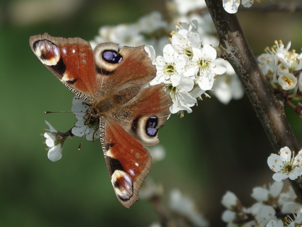 Nice to get some flutter-by action yesterday - kicked off this year's local transect with a Peacock, the first Holly Blue of the year in the garden and then a Comma and several Brimstone, Peacock &amp; Small Tortoiseshell sightings between Rockland and Claxton <a href="/BC_Norfolk/">BC Norfolk</a>
