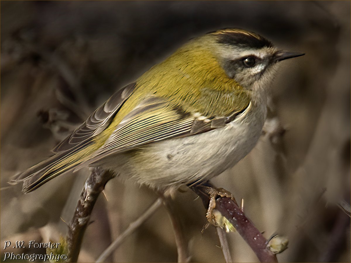 paul230156's tweet photo. Firecrest recent S Gare
@teesbirds1 @WhitbyNats @clevelandbirds @teeswildlife @DurhamBirdClub @TeesmouthNNR @RSPBSaltholme @YWT_North @YorksWildlife @NTBirdClub @WildlifeMag @_BTO #localbird #7dmk11 #ukbirds #firecrests https://t.co/4vMOyJ0t5w