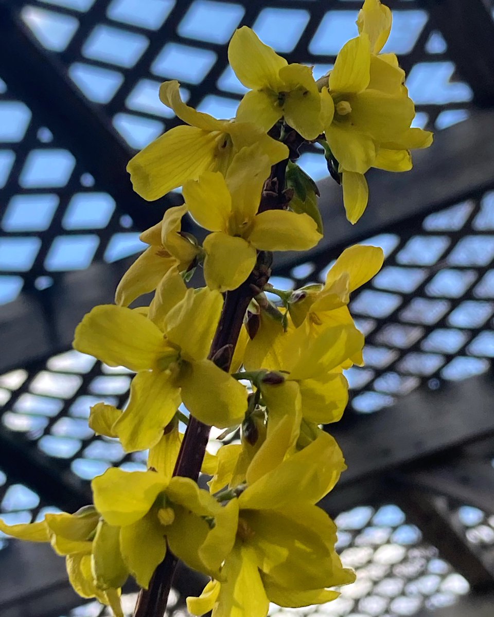 botanyscholar's tweet image. You know spring is here when the forsythias are in bloom 💛😍😉 #hellospring #springtimevibes #springvibes #whatsblooming #forsythia #oleaceae #flowers #flowerphotography #plantsmakepeoplehappy #botanyscholar #yellow #yellowflowers #beautifulday