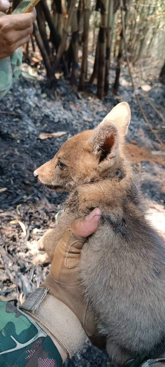 ช่วยลูกหมาป่าอีก 2 ชีวิต รอดพ้นไฟป่าหวุดหวิด

เจ้าหน้าที่อุทยานแห่งชาตินายูง-น้ำโสม จ.เลย ช่วยเหลือลูกหมาป่าหนีตายจากไฟป่า 2 ตัว ขณะเข้าไปดับเพลิง โดยพบมีแผลเกิดจากไฟไหม้ไม่มาก กำลังขดบริเวณป่าไฟไหม้ เจ้าหน้าที่จึงได้ทำการช่วยชีวิตไว้ในที่ปลอดภัยแล้ว