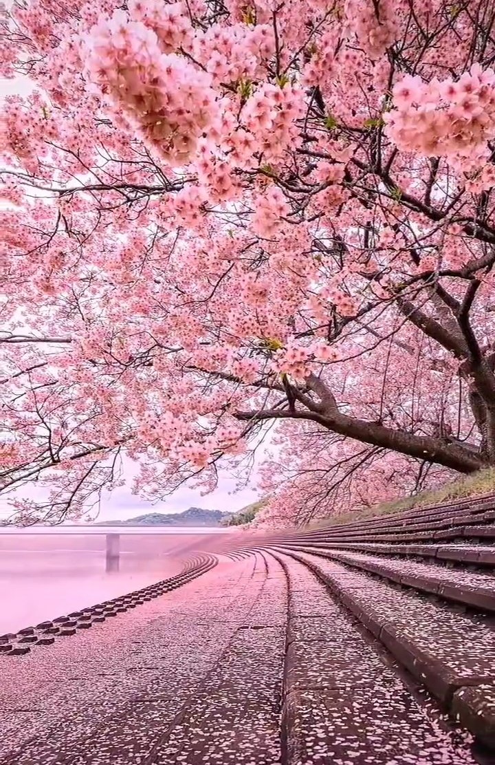 🌺💮🌸

GM
Beautiful Spring Flowers
#NaturePhotography
#NatureBeauty 
🌸💮🌺