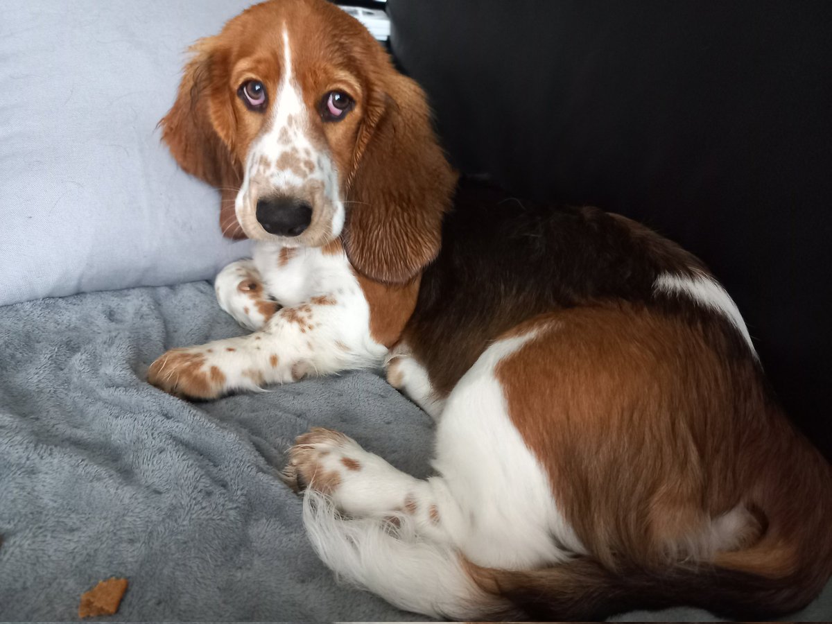 I'm ashamed to say that Tuesday was the first time I've ever seen #DogsBehavingVeryBadly, but it will not be the last! Going to watch all episodes on catch-up. Hoping to put some tips into practice with my nearly 5 month old Basset Hound, Blossom!  <a href="/GraemeDogfather/">Graeme Hall</a> <a href="/channel5_tv/">Channel 5</a>