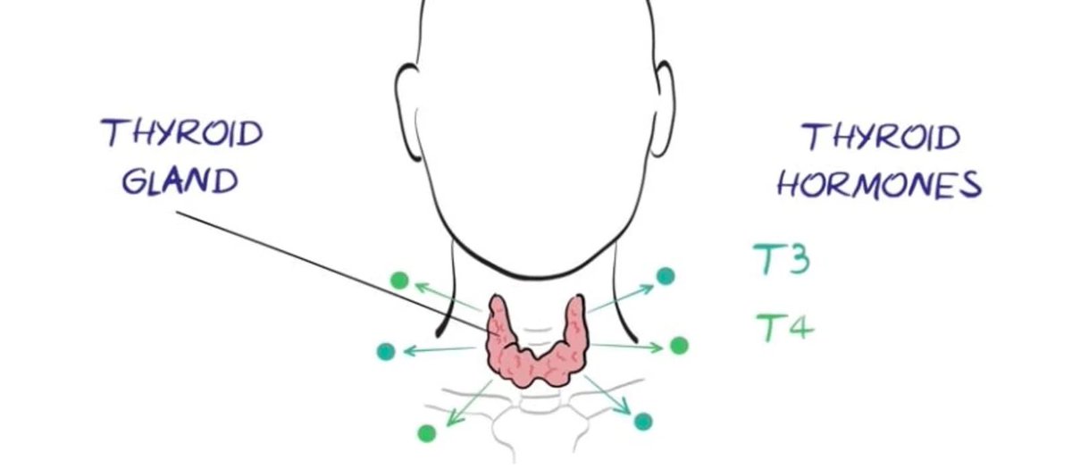 britishthyroid's tweet photo. For such a small gland, the thyroid has a huge effect on both our physical and psychological wellbeing.

Read more about the thyroid's vital role &amp; what can happen when it goes wrong ➡️ https://t.co/AUizlM9ntM #thyroid #hypothyroidism #hyperthyroidism #goitre #ThyroidCancer https://t.co/TOVtvk2AJW