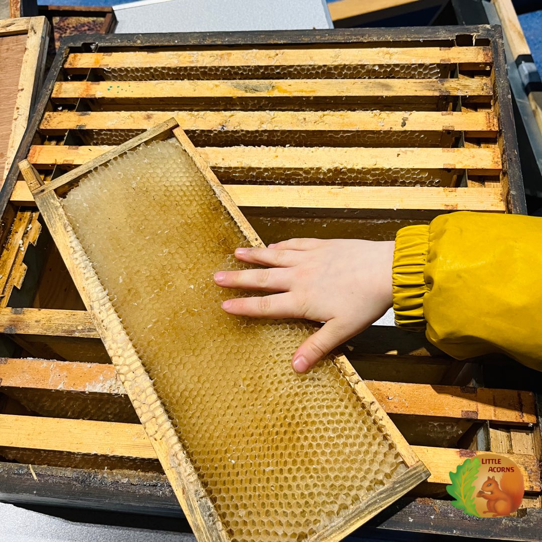 LittleAcornsCIC's tweet photo. 49 yrs beekeeping and this lovely gent takes the time to share his knowledge &amp; experience with the youngest recruits. Thank you Brian and @AyrBeekeepers We can’t wait to visit the apiary next week &amp; learn from the best 🐝🍯 #beekeeping #intergenerationallearning #youngbeekeepers https://t.co/6OfqaP8bBL