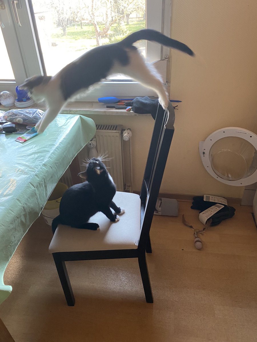 JHB79's tweet photo. Guten Morgen. 😸 https://t.co/6KcXwMa43m