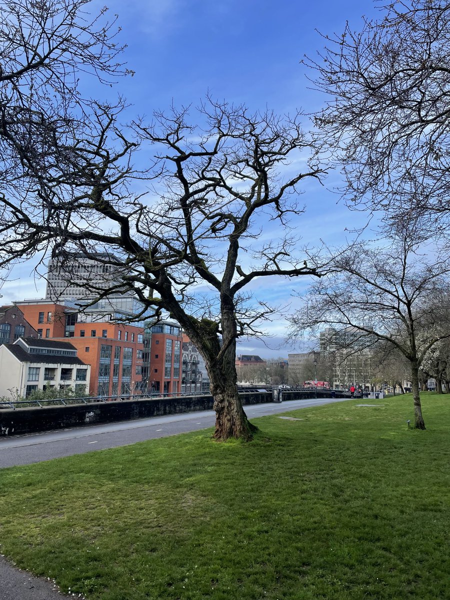 Skippy808's tweet photo. Gm one of my favourite trees. You look positively splendid today!!๐ณ๐ค
#street #photography #favouritetree #trees #nature #sky #outside #enjoy https://t.co/IMhgNmENNG