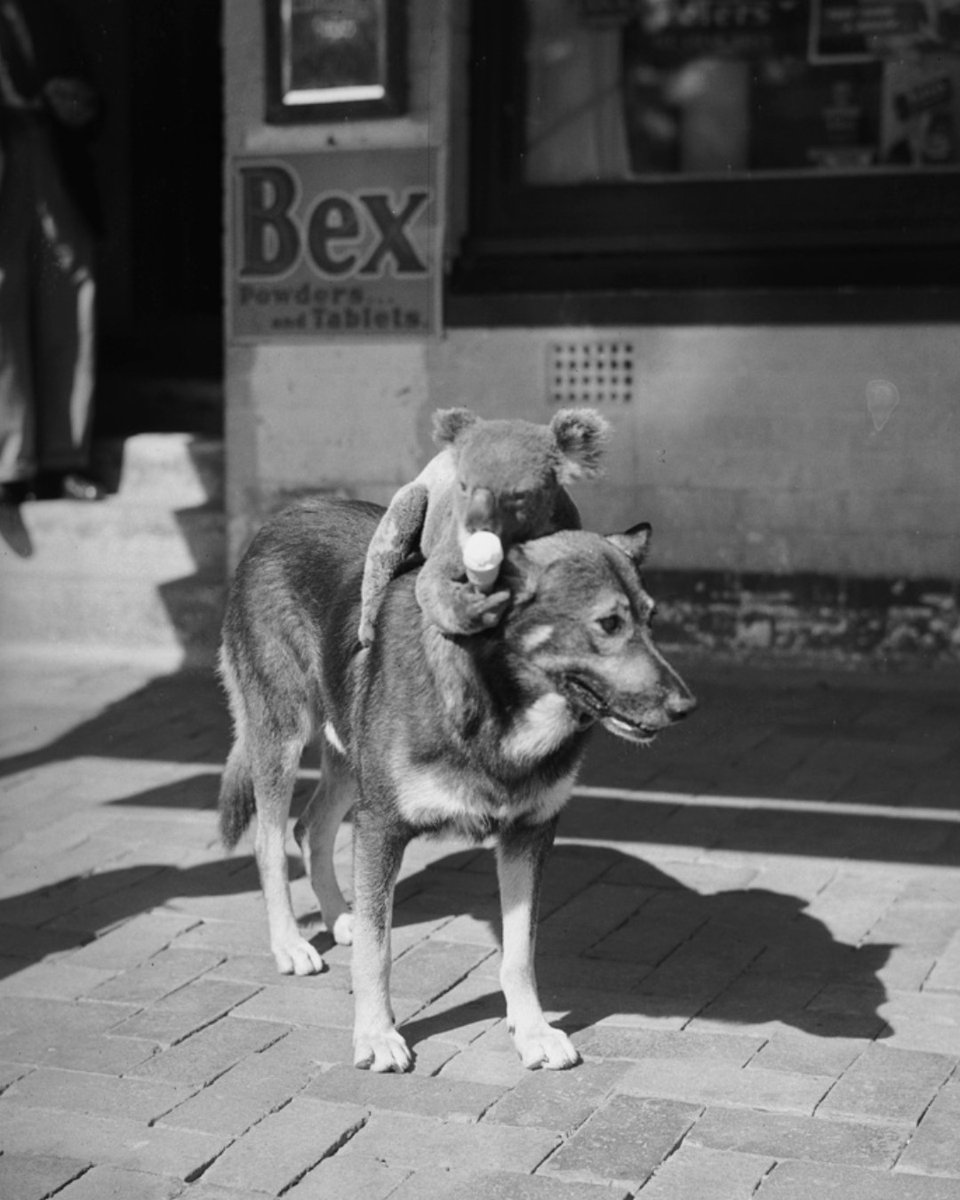statelibrarynsw's tweet photo. 🐨🍦 "Sometimes Teddy gets off Fatty's back to eat ice-cream, but usually he stays aboard to do justice to his favourite sweet." This photograph was taken #OTD in 1943 for #PixMagazine.
📰 Read the story: https://t.co/rjiF1F4CDu
📸 See more images: https://t.co/7dXLVOOSKi https://t.co/tM56pqg7uJ