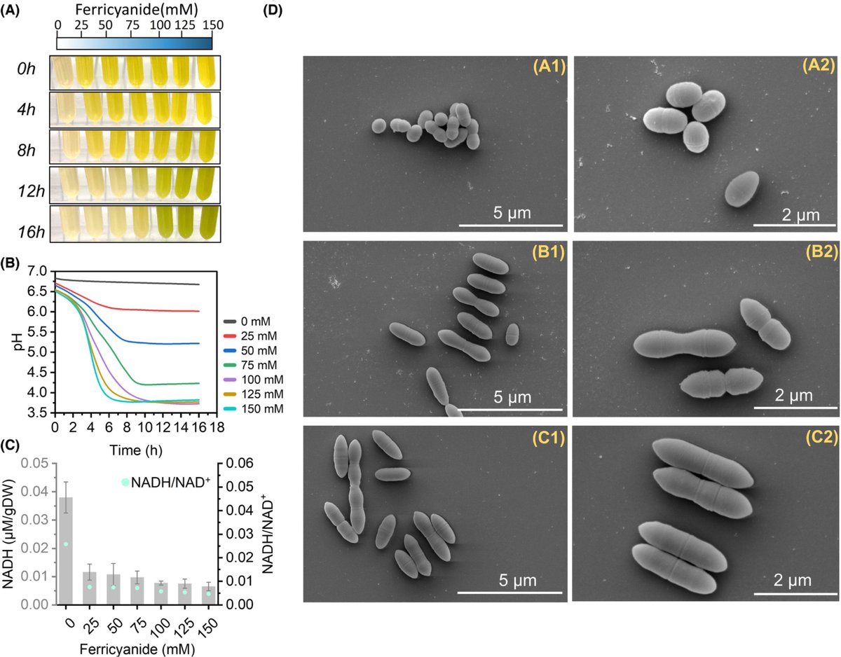 MicrobialBiote1's tweet photo. Did you know that Lactococcus lactis can use oxygen to reduce oxidative stress? Check out Gu and coworkers' latest research on the molecular mechanisms behind this surprising finding!!! #Lactococcus, #probiotics, #fermentation. Read here 👇🏽 https://t.co/CYjrzZMfji https://t.co/2c5RFjsMpQ