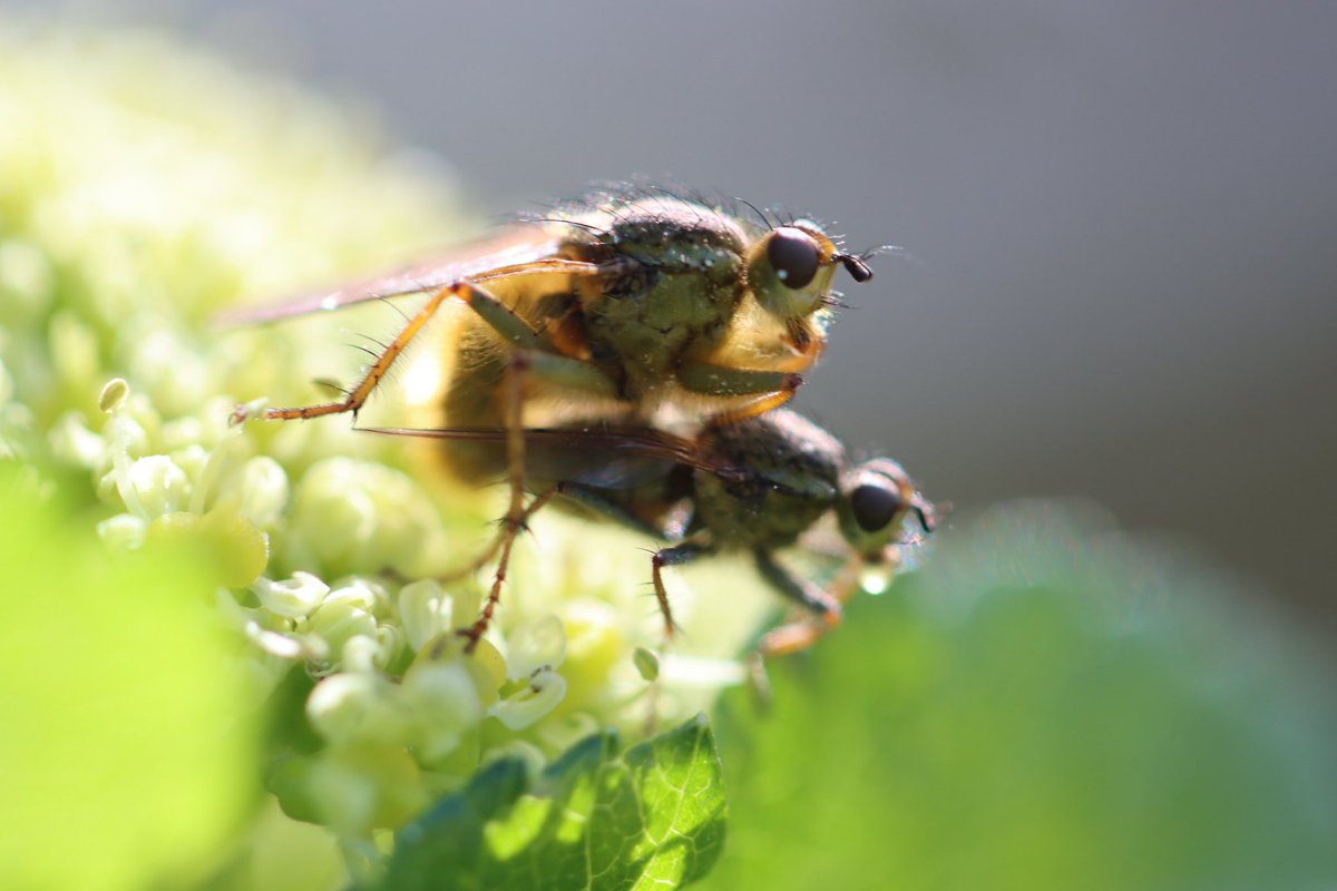 I got off the train yesterday &amp; the lady who’d sat opposite me said ‘good luck with your talk but can I ask, what is the point of flies’…..&amp; at breakfast the other couple upon hearing what I do said ‘what is the point of flies’..

Well, that’s now 3 more folks informed 🤓😎