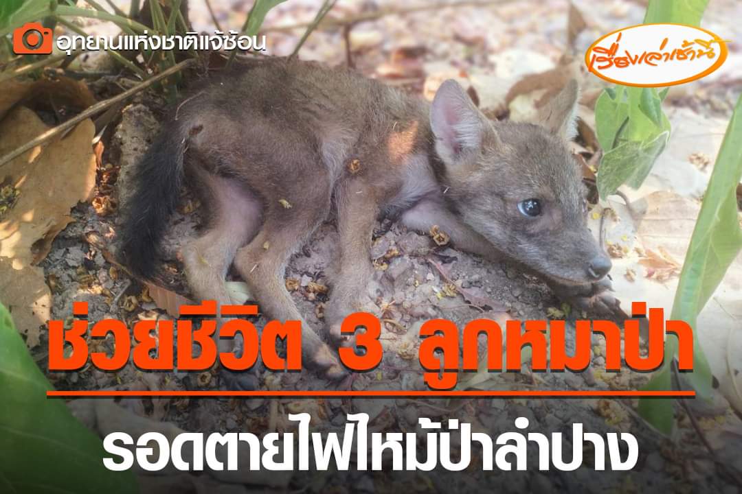 TarotYouuuu's tweet photo. สงสารน้องมาก เจ้าหน้าที่อุทยานแจ้ซ้อนไปทำภารกิจดับไฟป่า ไปพบเจอลูกสุนัขจิ้งจอก 3 ตัวกำลังหนีตายจากไฟ เจ้าหน้าที่ช่วยน้องๆไว้ได้อย่างปลอดภัย ไอพวกชอบเผาป่า มึงแหกตามาดูด้วย ส้นตีนมากจริงๆ!!!! https://t.co/LZog5syEAO