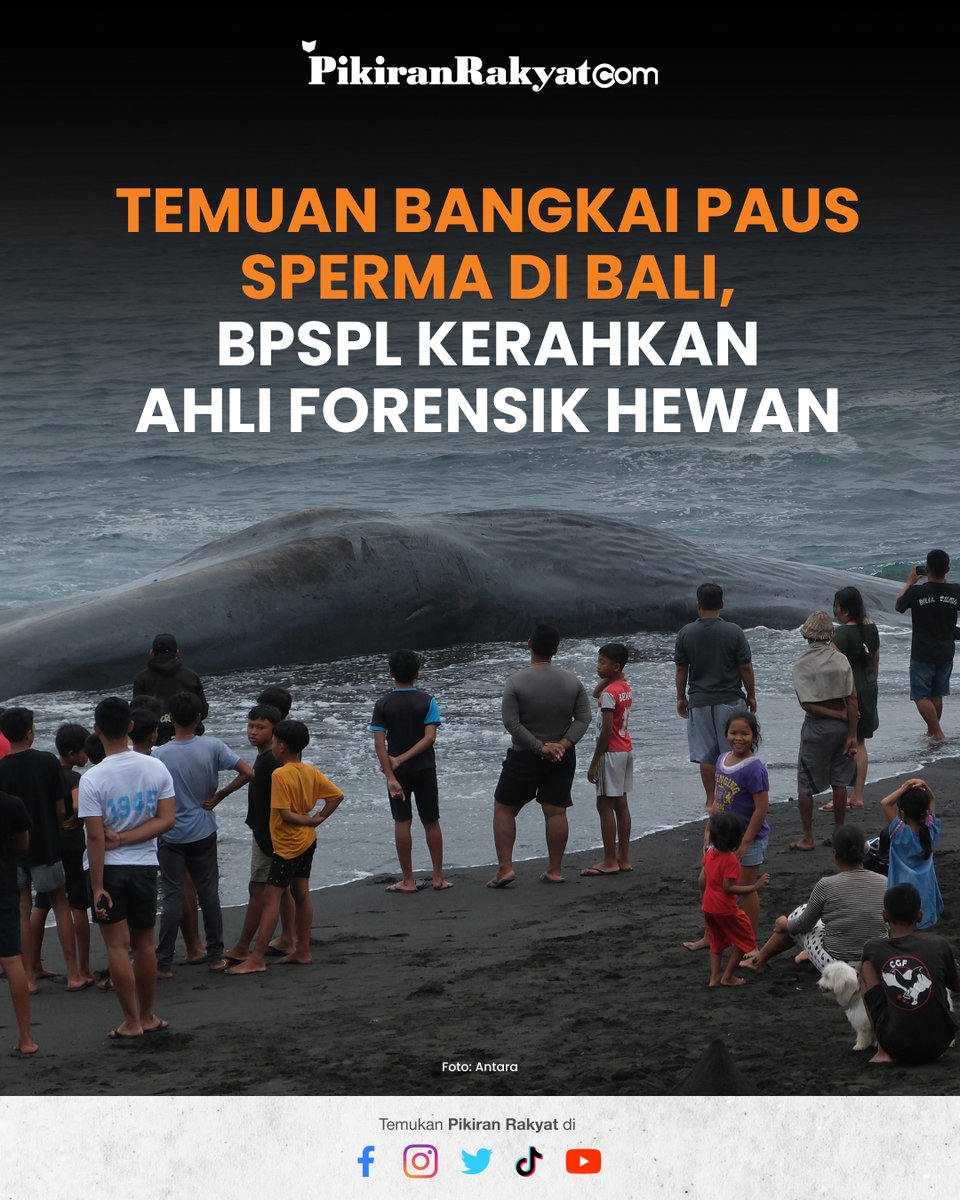 pikiran_rakyat's tweet photo. Temuan Bangkai Paus Sperma di Bali, BPSPL Kerahkan Ahli Forensik Hewan
Sebabnya masih dalam proses pemeriksaan...
.
Baca Selengkapnya: https://t.co/PH6BC1CAbe
#PikiranRakyat #PRMN #Paus #Bali #Bangkai #PesisirLaut #BPSPL https://t.co/rdnd3acjHs