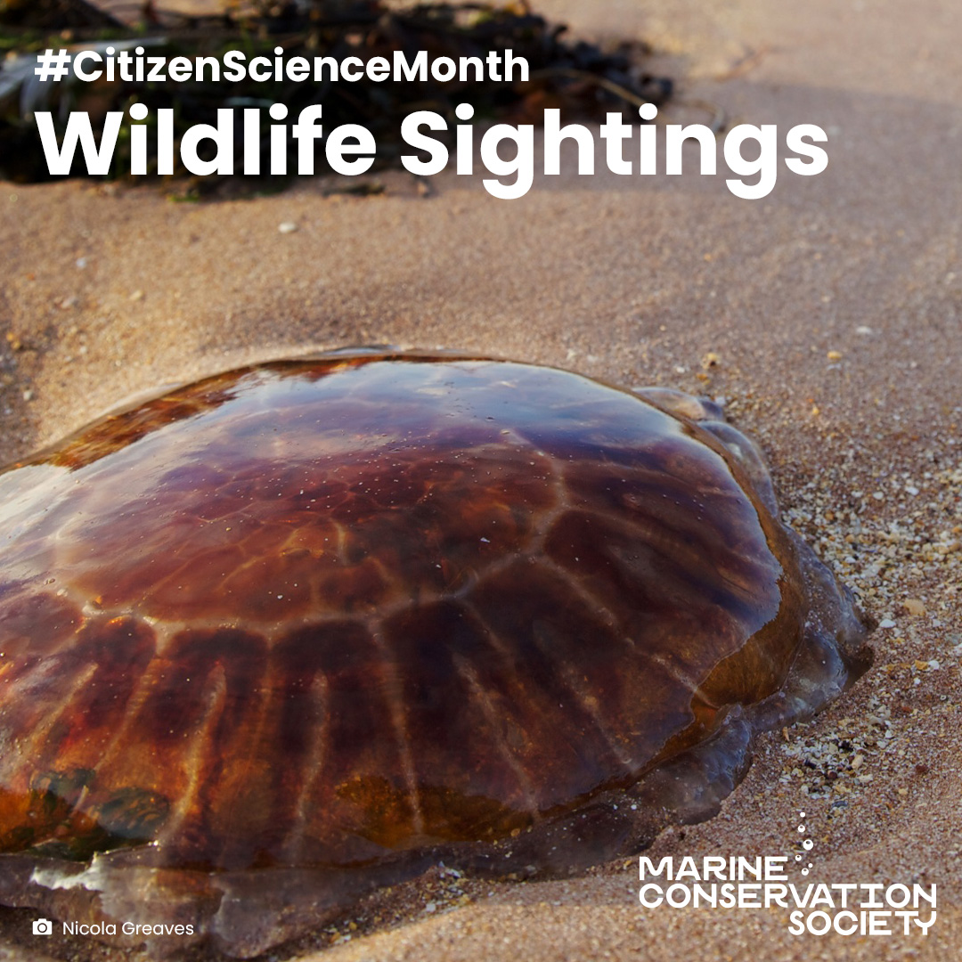 Tell us if you spot any jellyfish or marine turtles around the UK or Irish coast. We’re working with University of Exeter and University of Plymouth to use these sightings to investigate the health of our ocean