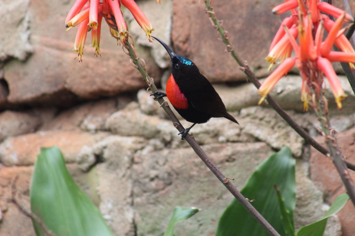 UgandaWide's tweet photo. see https://t.co/TLygIjUrBG
#joingrouptours
#budgetpackages https://t.co/nPzCyF7qsz