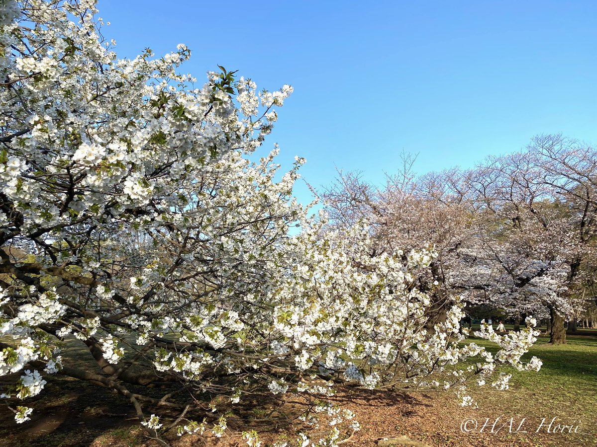 HAL_Horii's tweet photo. 白い大島桜🌸ピンクの染井吉野
#nature #flower 
#NaturePhotograhpy https://t.co/kpVeUV4qew