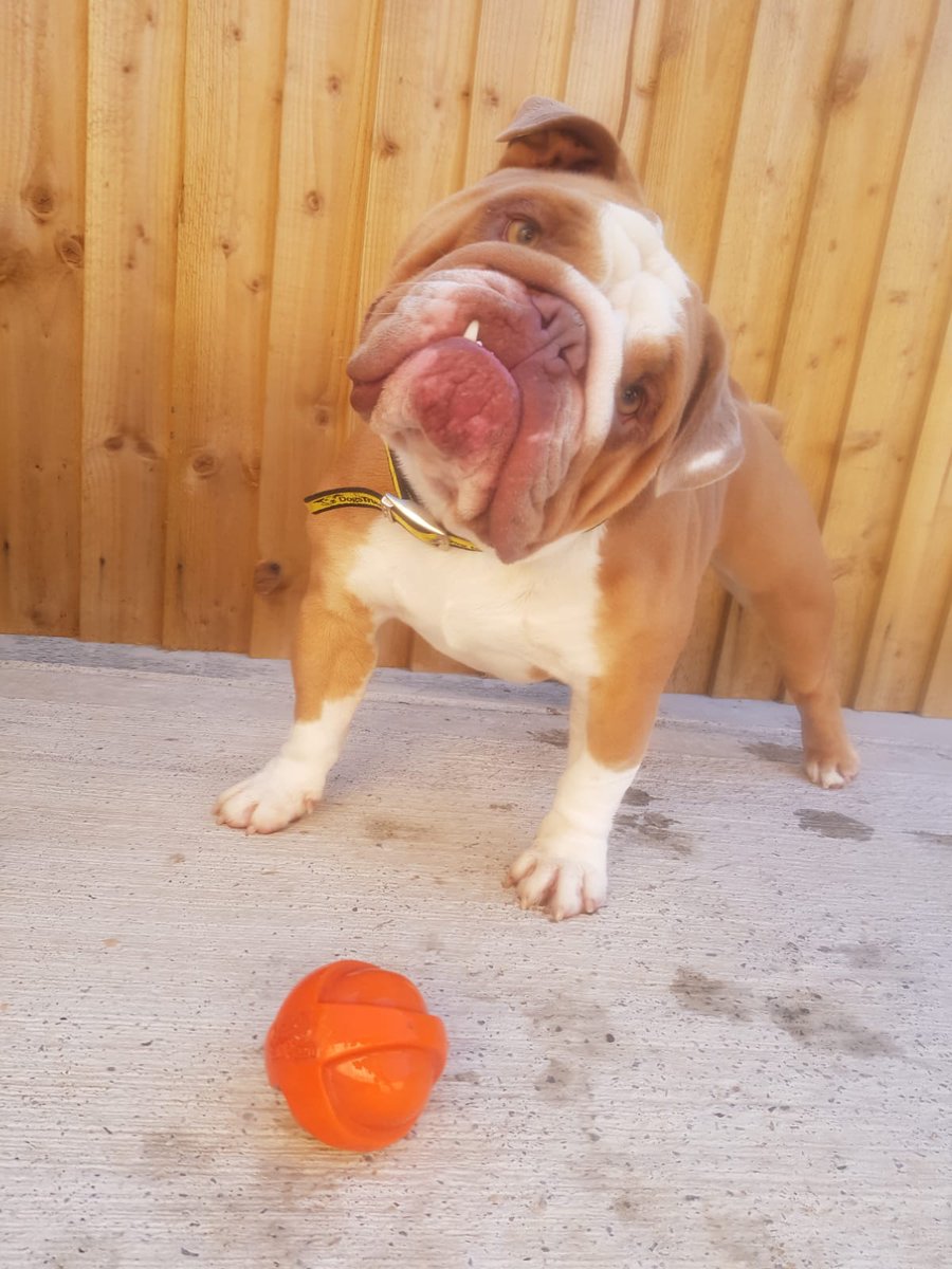 DT_Leeds's tweet photo. Paddy LOVES his toys and he really loves it if you play with them with him!
😍😍😍

He's a playful 2yr old #Bulldog who is looking for his forever home NOW so find out more here👉 https://t.co/TbxWy4a2Xk

#RescueDog #AdoptDontShop #Rehome #Leeds #DogsOfTwitter @DogsTrust https://t.co/PVvVy6SUhb