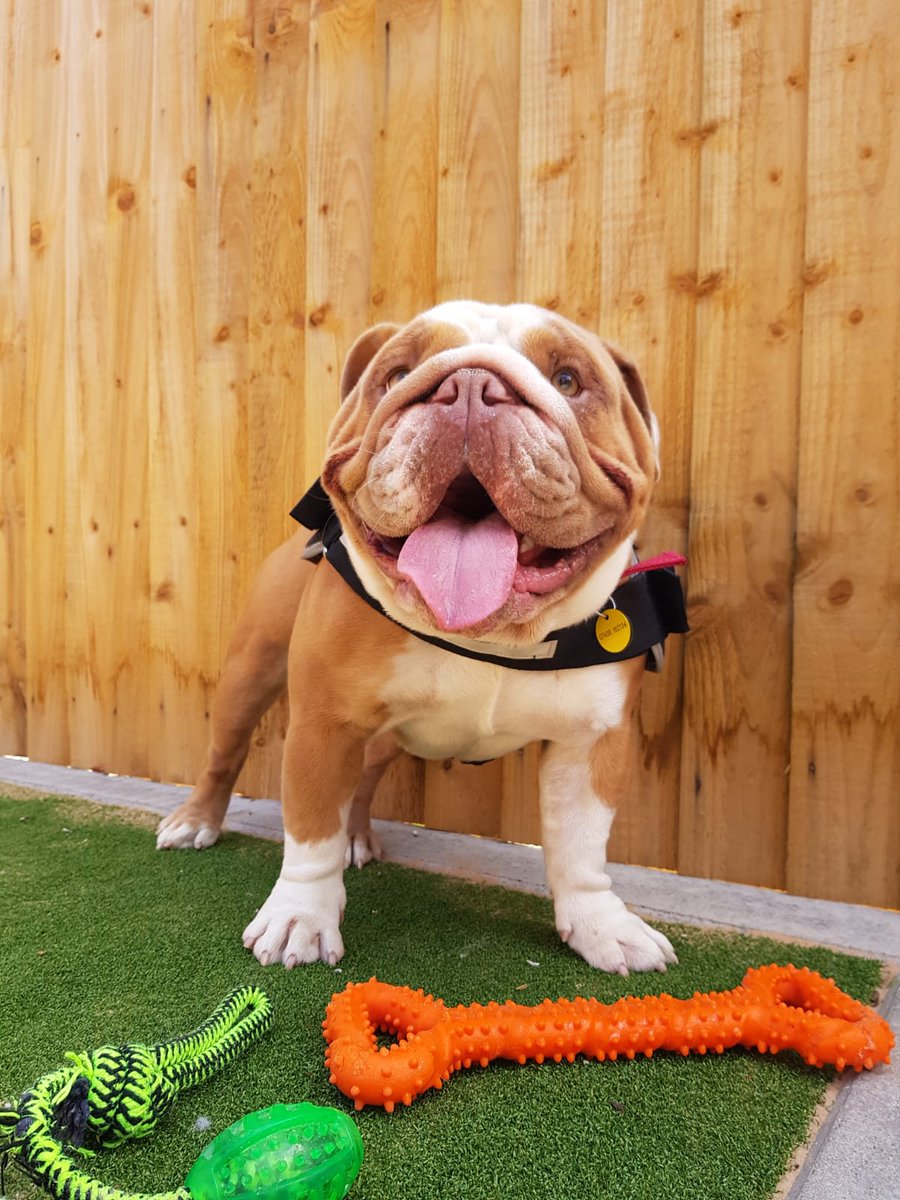 DT_Leeds's tweet photo. Paddy LOVES his toys and he really loves it if you play with them with him!
😍😍😍

He's a playful 2yr old #Bulldog who is looking for his forever home NOW so find out more here👉 https://t.co/TbxWy4a2Xk

#RescueDog #AdoptDontShop #Rehome #Leeds #DogsOfTwitter @DogsTrust https://t.co/PVvVy6SUhb