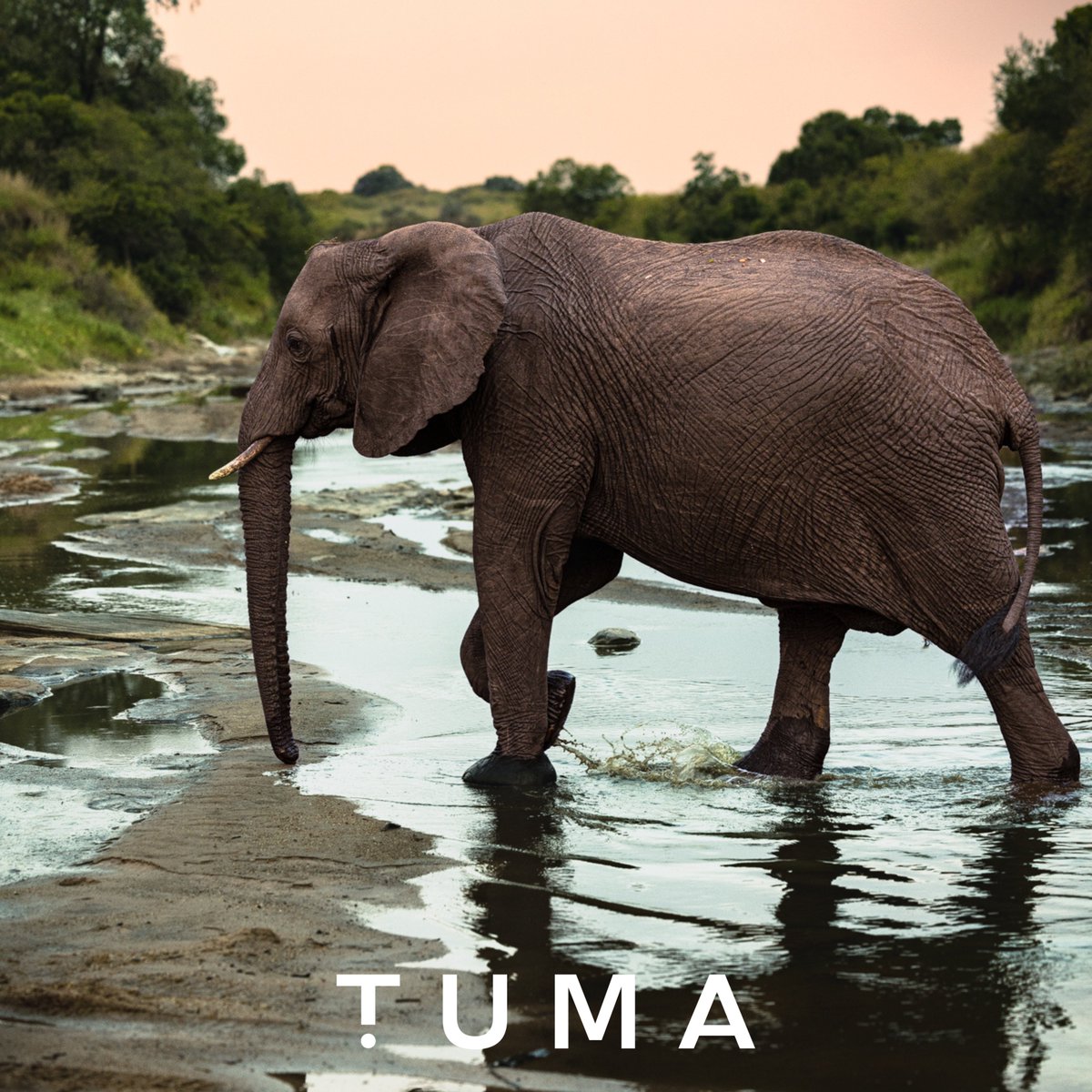 TUMAconserv's tweet photo. 🐾🌿 You can purchase our unique NFTs with Ethereum through our dApp or with fiat on OpenSea! Help support animal conservation by clicking the link in our bio to learn more and make a difference today! #animalconservation #NFTs #ethereum #donate #savetheplanet https://t.co/fENlNwbLhj