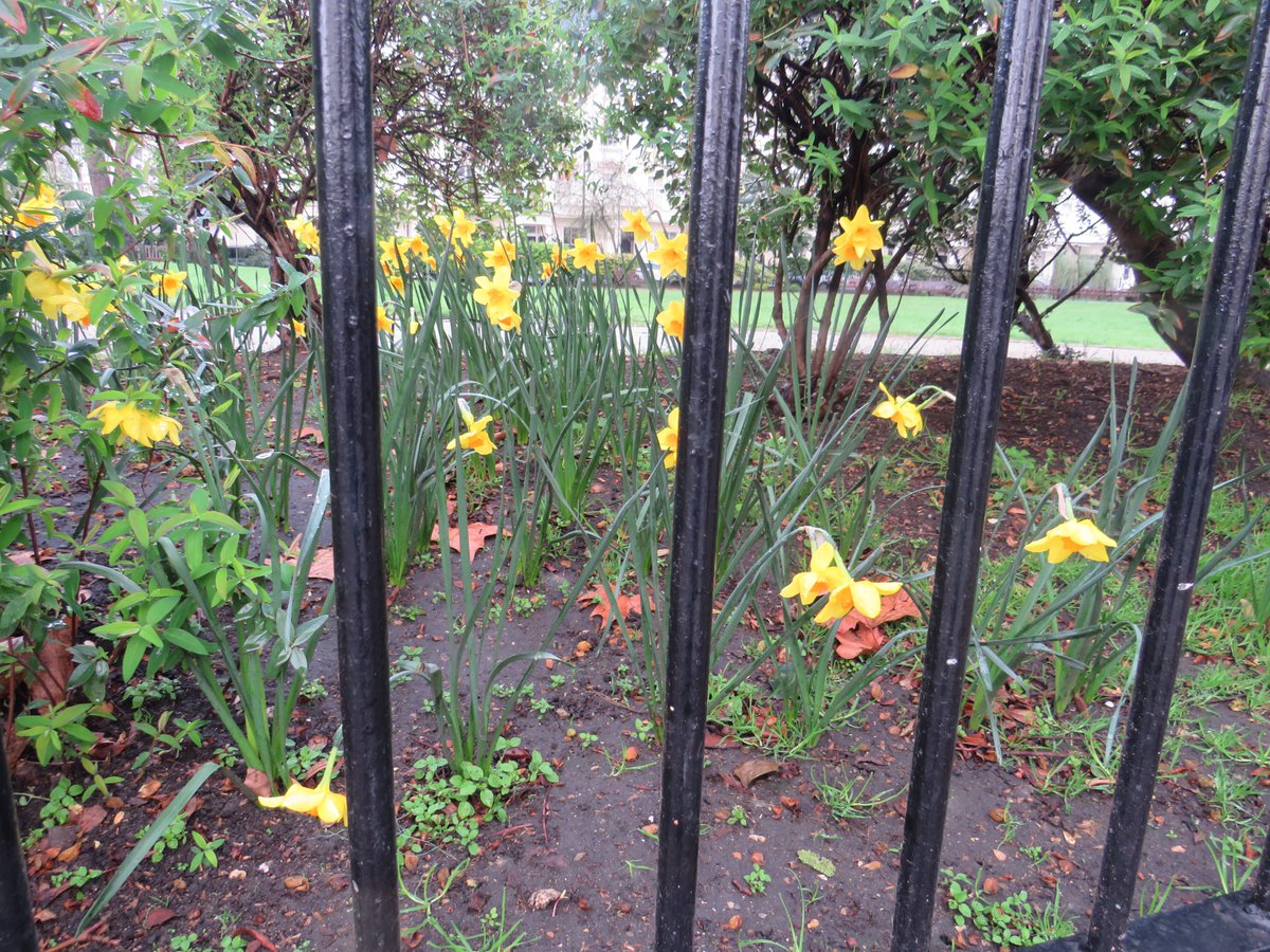 FriendsofStGeo1's tweet photo. Daffodils planted by the Friends group invite passers-by to come and visit this green space #GreenSpacesForGood #ParksForHealth @MPGALondon 🙏 @taylorsbulbs 🙏 https://t.co/PAJbF9kkMC