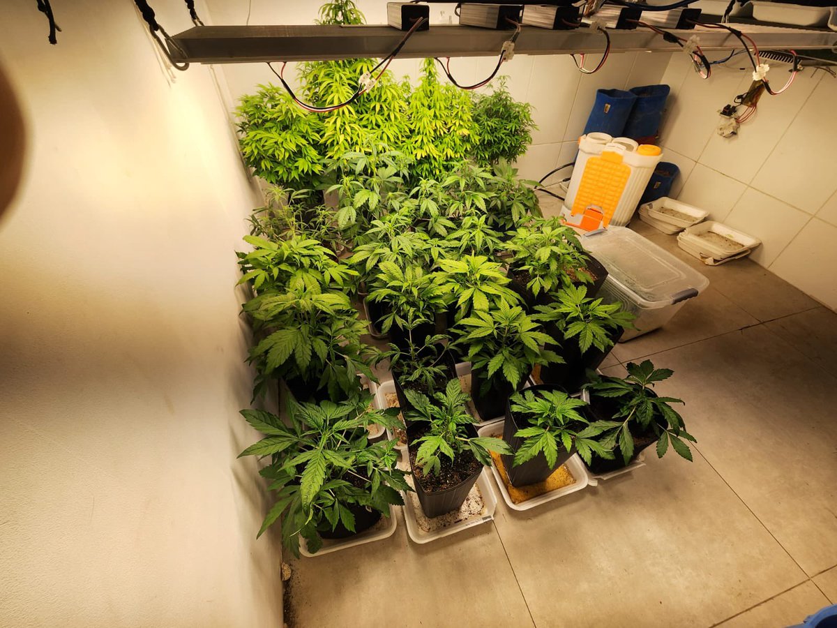 24horadenoticia's tweet photo. #33DP prendeu um traficante apontado como um dos maiores produtores de “skunk” - um tipo de maconha mais forte - da Zona Oeste do #RJ. Estufa para produção da droga foi localizada no bairro Jardim Sulacap. https://t.co/JnQv3j8zEy