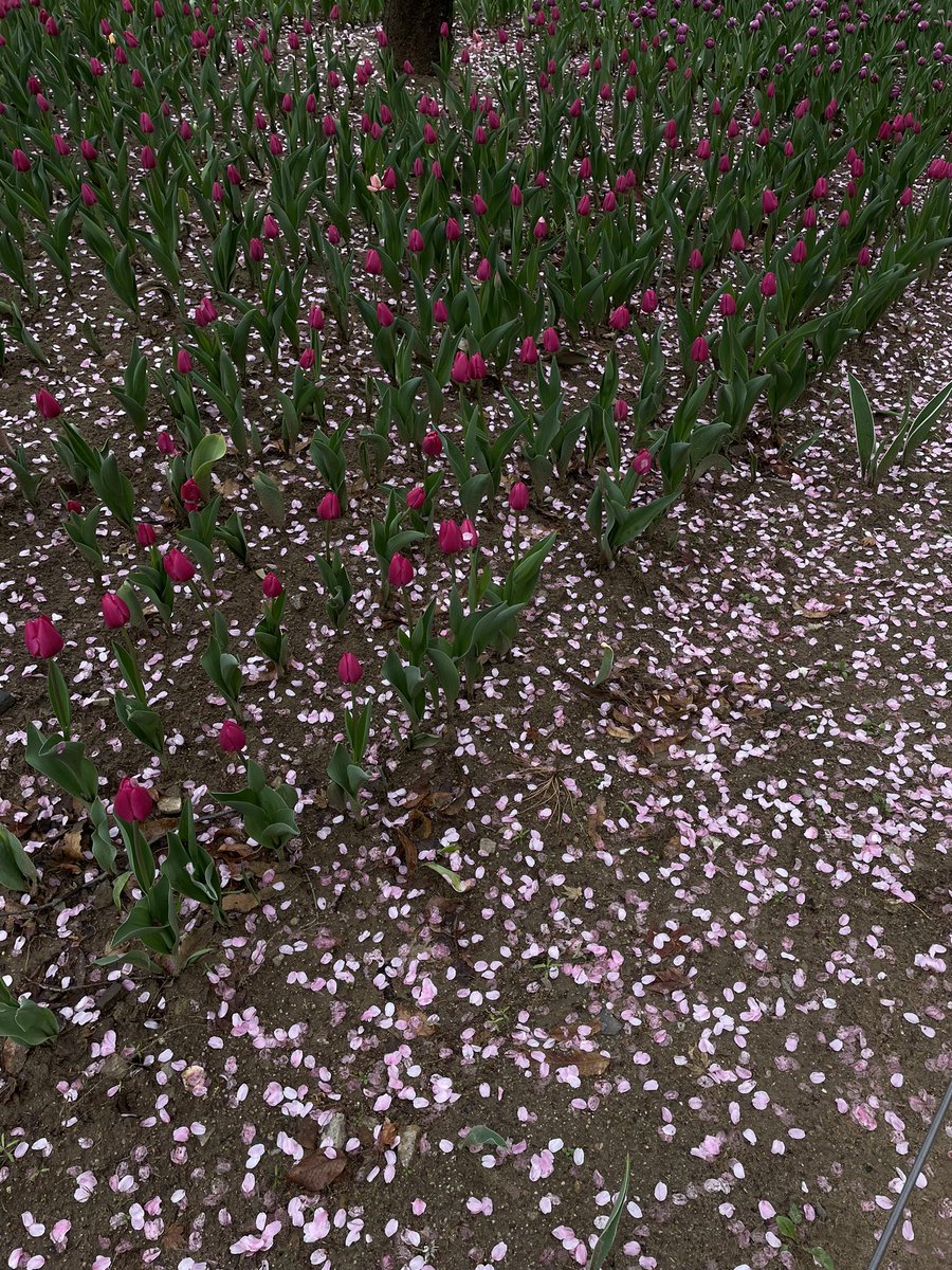 gloomy spring in seoul