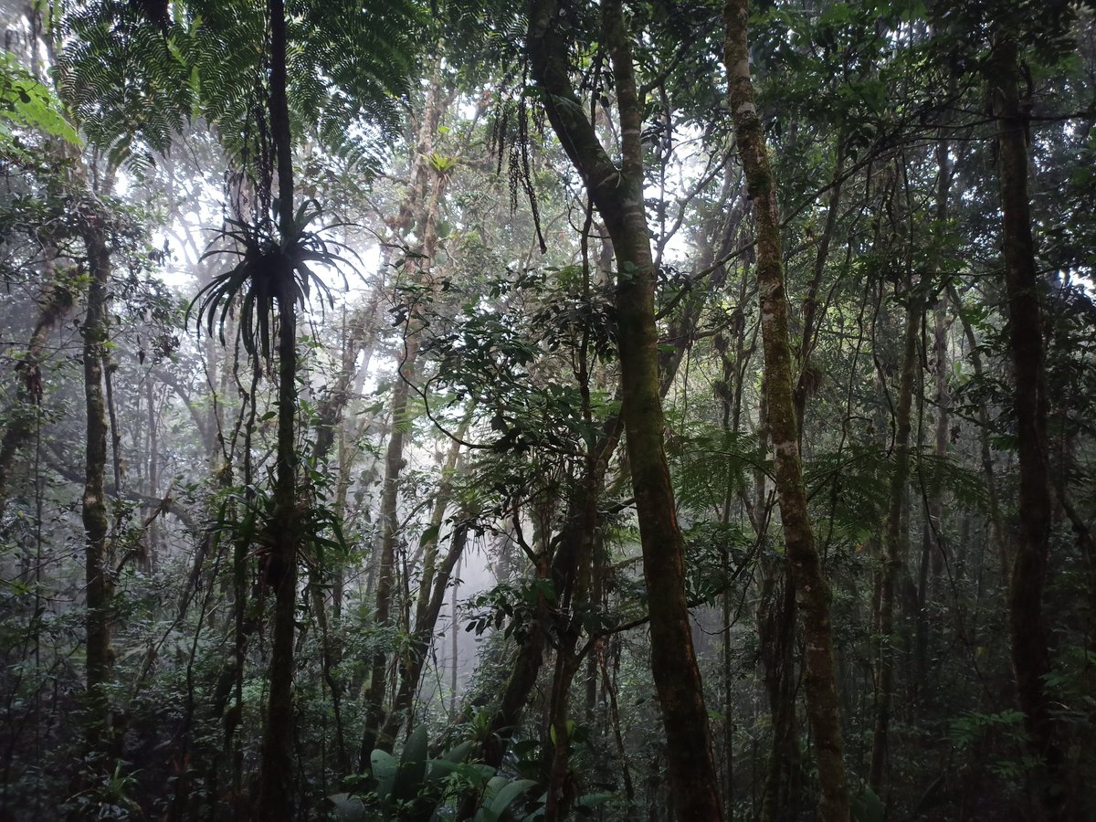 SPUN (@spununderground) on Twitter photo Call for papers! #AJB is looking for your research on plant-microbe interactions in plant community dynamics of tropical and subtropical ecosystems. Submit your proposal by June 1, 2023.
More info botany.org/home/publicati… <a href="/Botanical_/">Botanical Society of America</a> Call for papers! #AJB is looking for your research on plant-microbe interactions in plant community dynamics of tropical and subtropical ecosystems. Submit your proposal by June 1, 2023.
More info botany.org/home/publicati… <a href="/Botanical_/">Botanical Society of America</a>
