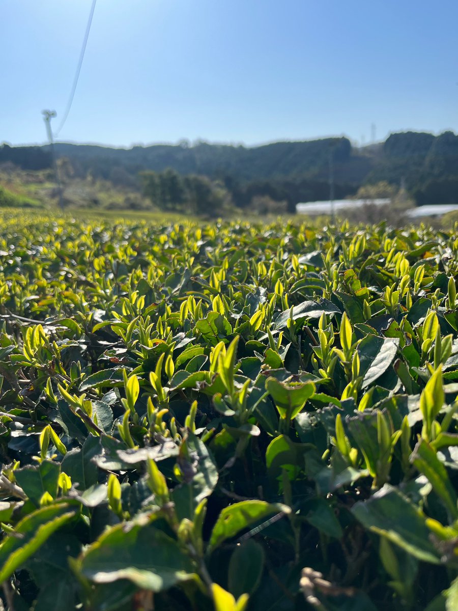 haaaru2078's tweet photo. 先日の苗植えの様子と新芽すくすく
#お茶 #tea #オーガニック #お茶のある暮らし https://t.co/fVMMabRFs8