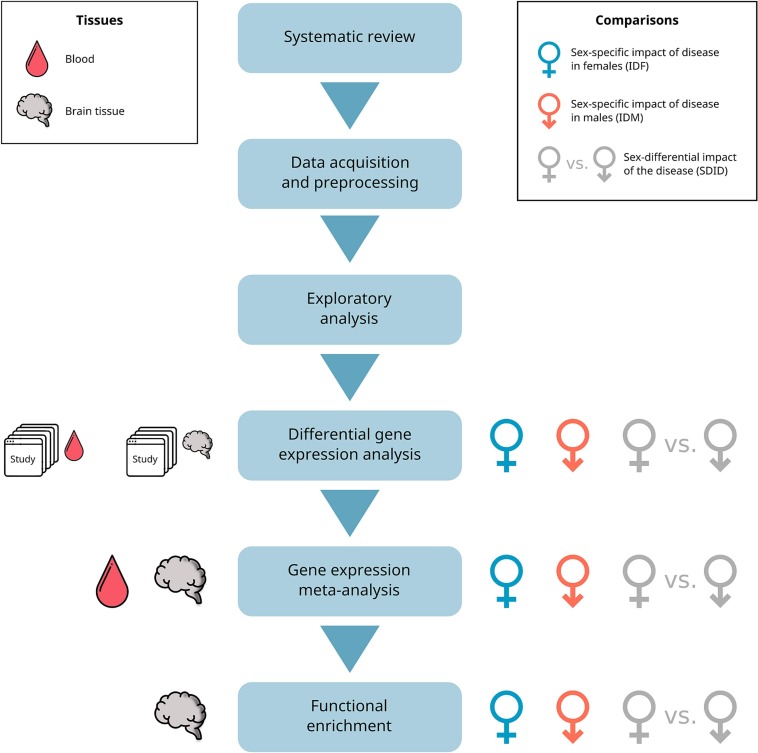 CIPFciencia's tweet photo. Read the latest @UBB_CIPF research on #sex_differences in #MultipleSclerosis, published with @ELSneuroscience in Neurobiology of Disease
https://t.co/p2QGLcvMJk Thanks to @NUFeinbergMed #IVO @UMIB_FISABIO @BioinforUSJ @idiphisa_op https://t.co/wbrmwtjCBJ