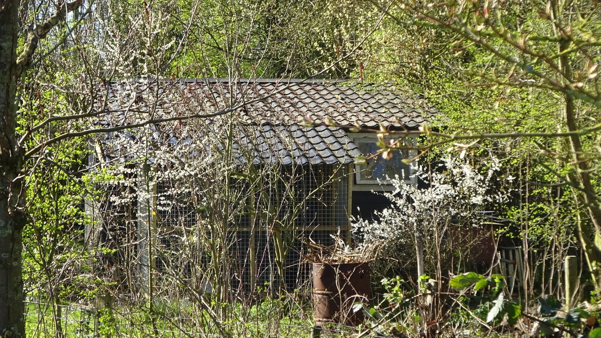 Pietsje Hannema Greidanus tweet media