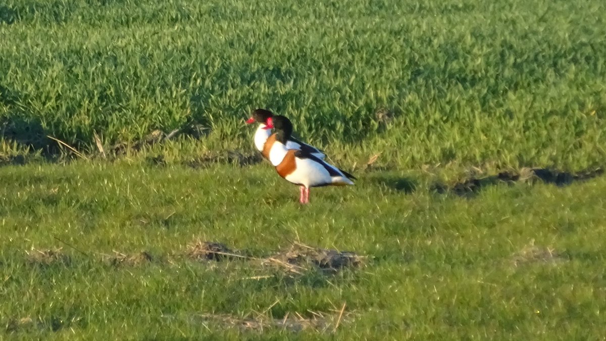 Pietsje Hannema Greidanus tweet media