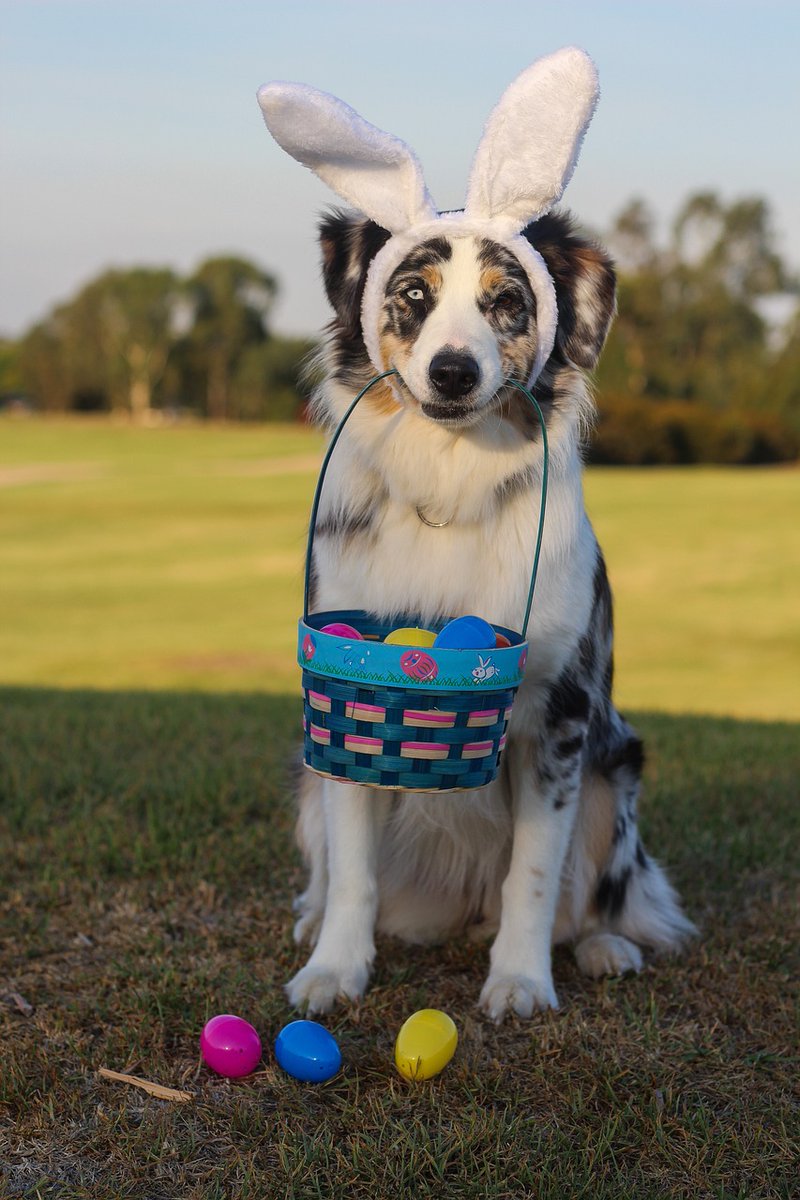 Easter is great fun for humans, but poses many dangers to dogs – whether it's hot-cross buns, chocolate eggs, roast dinners or sugar-crazed children. Keep your dog safe this Easter: bit.ly/3M5n1QI