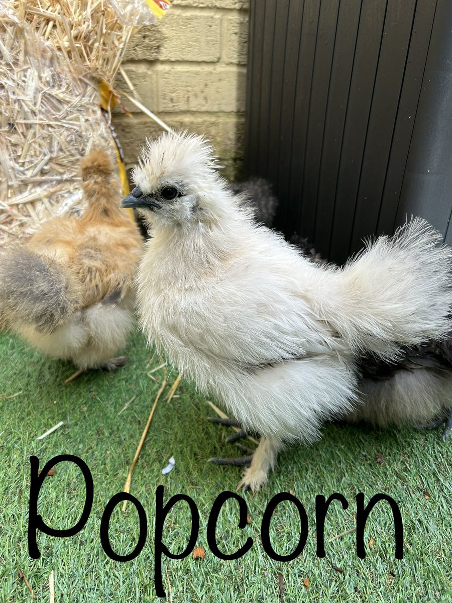 MPSChicks's tweet photo. This week, we are 8 weeks old! @MuirhousePS #happychicks #springchickens #silkie #backyardchickens https://t.co/R3jBI7py6b