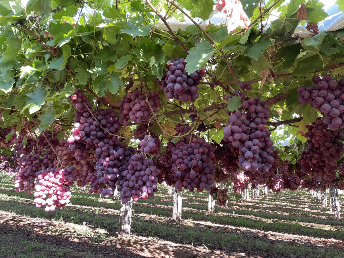 JAdamsSSDD's tweet image. “Patch A Red Globe” looking stunning….26mm+ #sunraysia