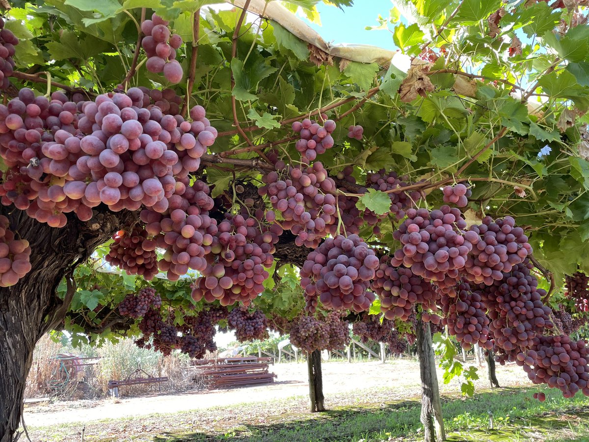 JAdamsSSDD's tweet image. “Patch A Red Globe” looking stunning….26mm+ #sunraysia