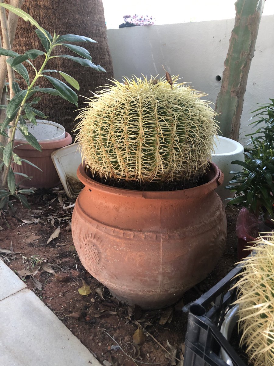 🌱Karen🌱 tweet media