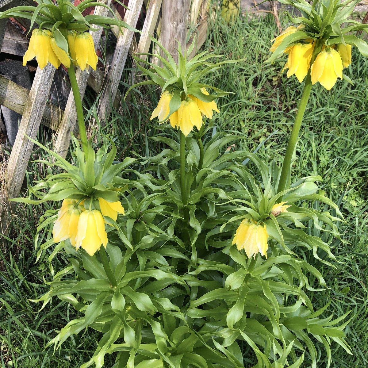 monimcclane's tweet photo. Frage an die mit #grünemDaumen, #Gaertner , #Botaniker unter euch:
Diese schöne Staude (~ 50cm hoch) kommt jedes Jahr ohne Zutun wieder. Was ist dass? https://t.co/m1QV2kdKeU