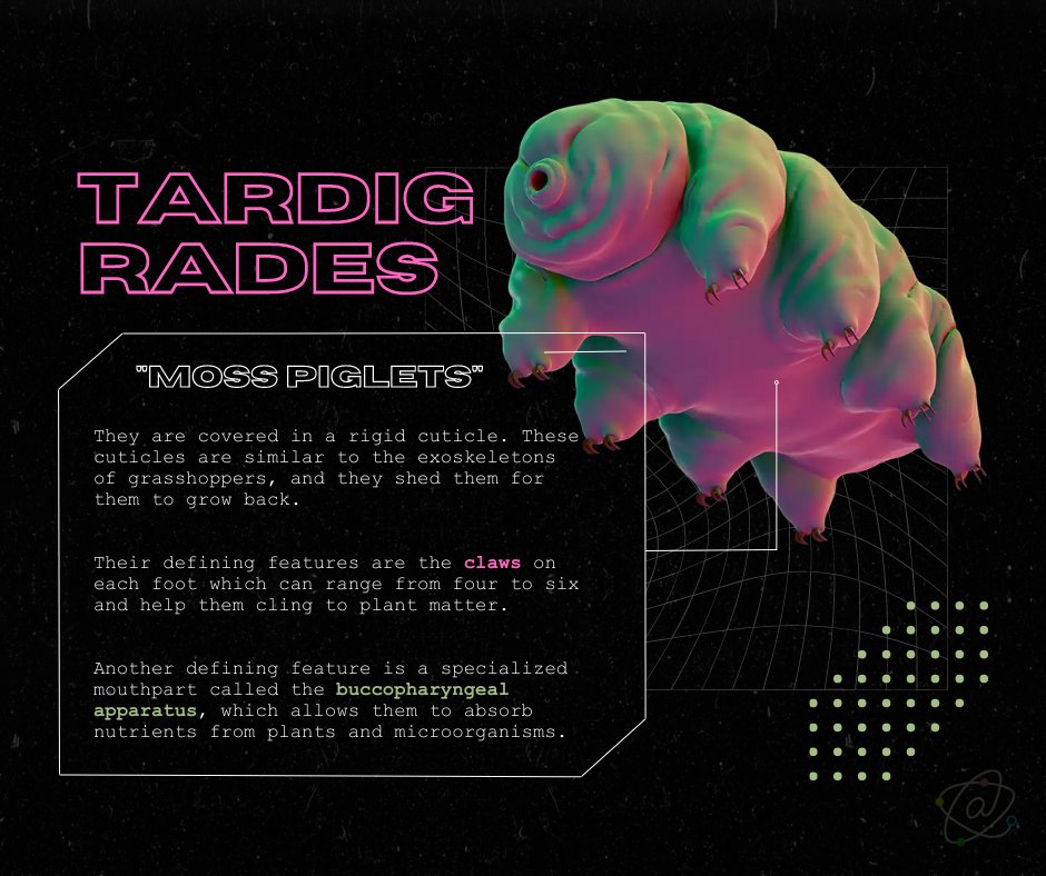atomos_org's tweet photo. What comes to your mind when you hear the word, "IMMORTALITY"? 🤔

Glory? God? Wealth? 🤷‍♀️ Well, these animals certainly don't come to mind.

Let's get to know the TARDIGRADES! 🦠
Read more about them below. Learn more about them by reading each image's description! 👀 https://t.co/wkcRlZ8ezE