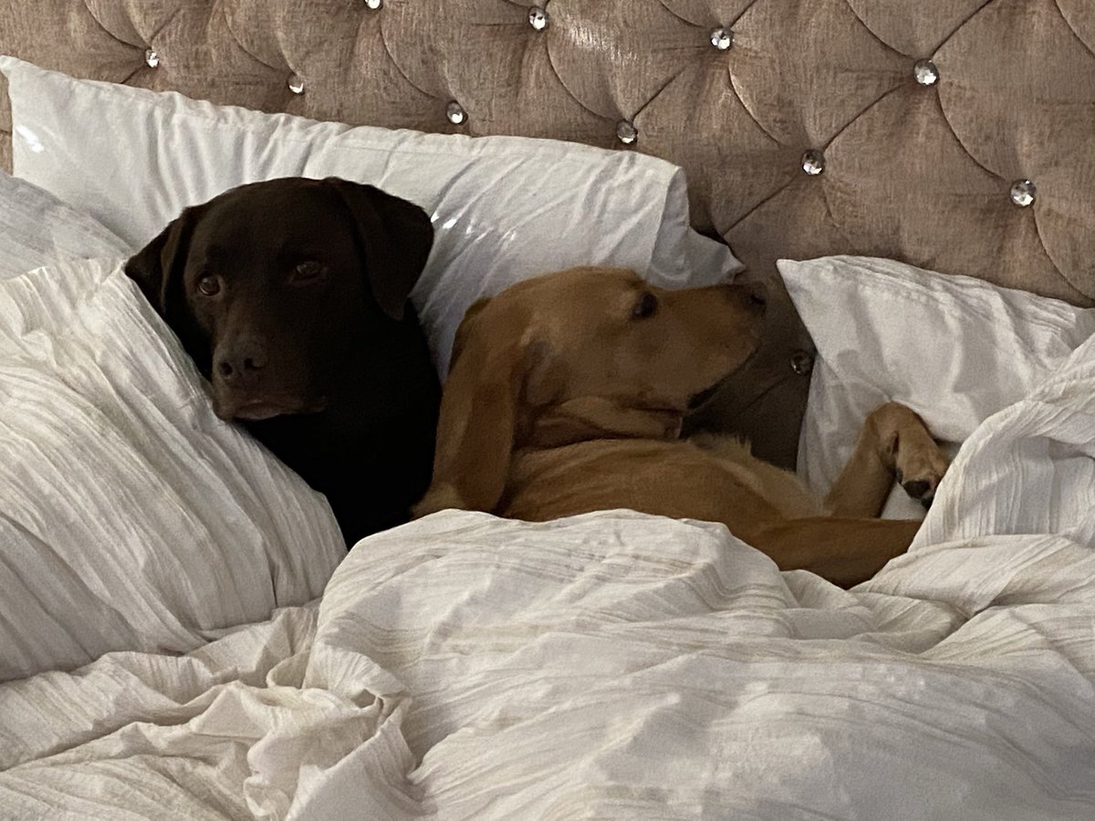 2fablabs's tweet photo. @kwoade Are my dogs at your house? https://t.co/prg4peBmcG