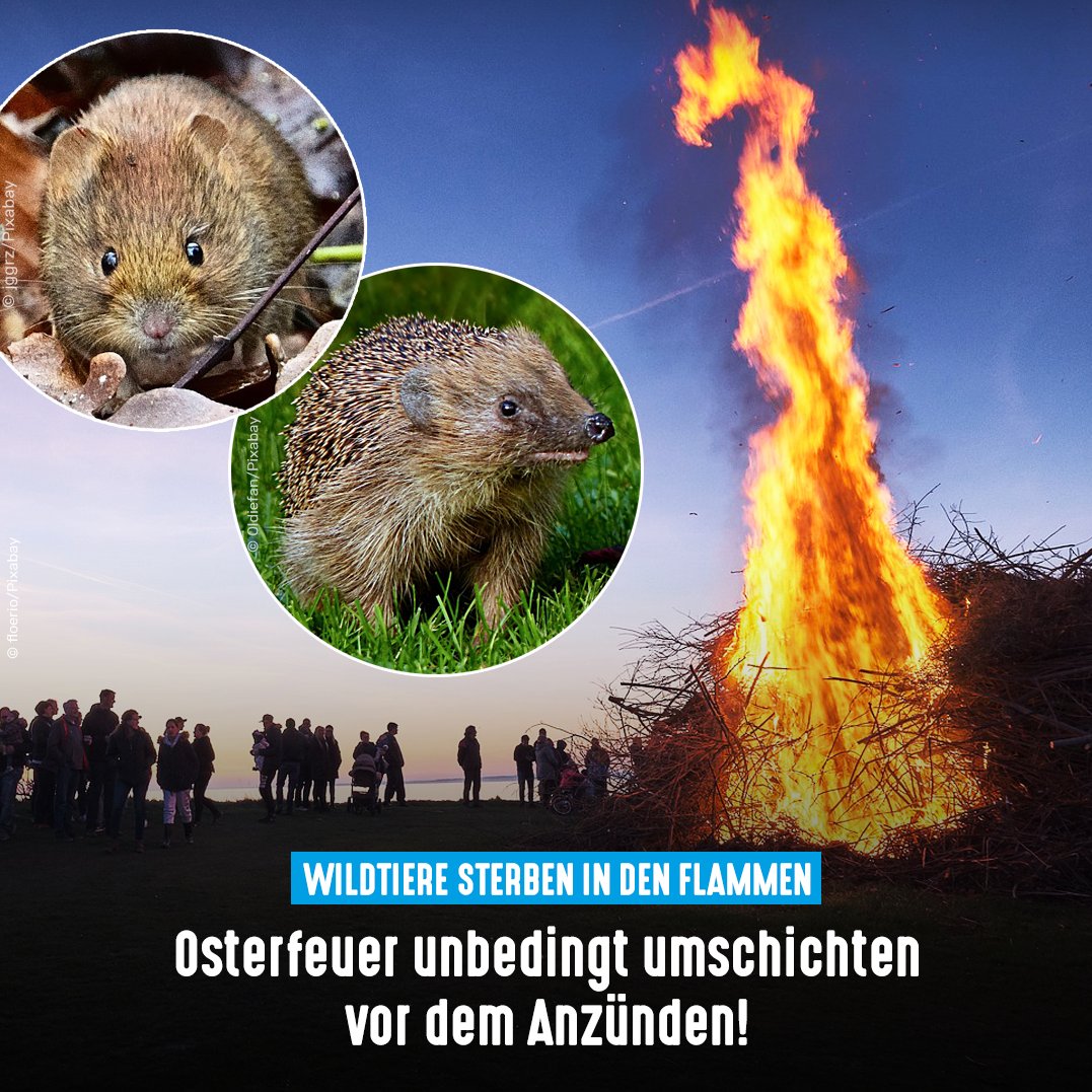 Bitte schichtet Äste fürs #Osterfeuer erst kurz vor dem Anzünden auf oder noch mal um. Mäuse, Igel, Kröten &amp; Co. sterben jedes Jahr in den Flammen, weil sie die Haufen als Unterschlupf nutzen. Letztes Jahr entkam eine Füchsin nur knapp mit Verbrennungen und einer Rauchvergiftung.
