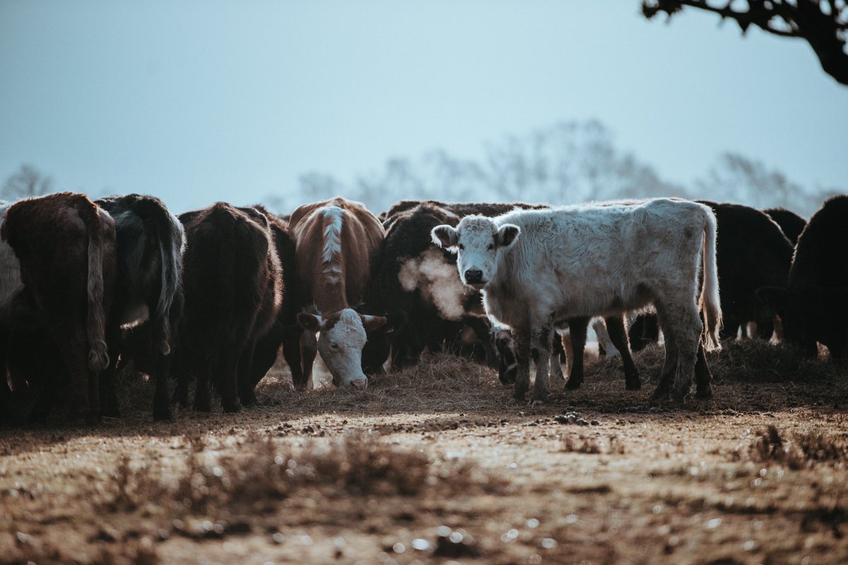 広大な土地の利用や水資源の消費、温室効果ガス排出など、畜産業が地球環境に与える負荷はとても大きいものです🐄

人口増加に伴い、世界の肉の消費需要も増大している。

環境保全の理由からも、菜食を選択する人が増えています。 #クライマタリアン