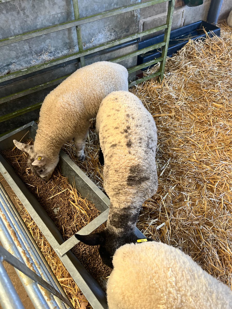 VoiceComms's tweet image. It's #Easter and we just couldn't resist sharing these cute lambs at our Layer Marney Tower office. 🐑

We hope that you all have an amazing long weekend spending time with your loved ones and tucking into some Easter treats. (We know that's what we'll be doing!)

#HappyEaster