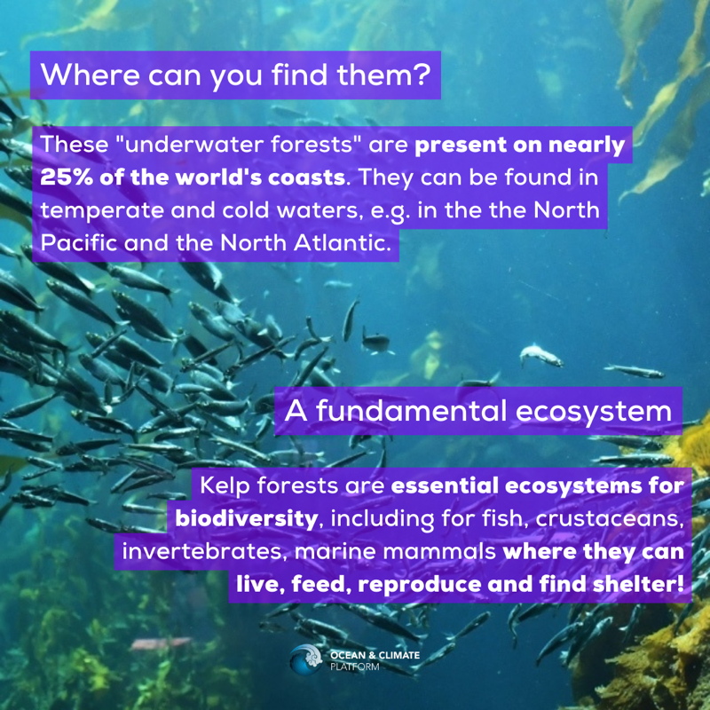 ocean_climate's tweet photo. [#WhatOceanForTomorrow] #FOCUS 🌿#Kelp forests: shelters for marine species, they are key in the production of oxygen, #CO2 capture and ocean #acidification📉

👉 Learn more: https://t.co/2qdzfUX96A