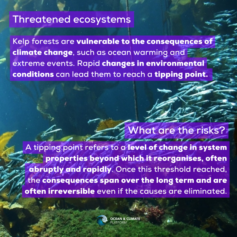 ocean_climate's tweet photo. [#WhatOceanForTomorrow] #FOCUS 🌿#Kelp forests: shelters for marine species, they are key in the production of oxygen, #CO2 capture and ocean #acidification📉

👉 Learn more: https://t.co/2qdzfUX96A