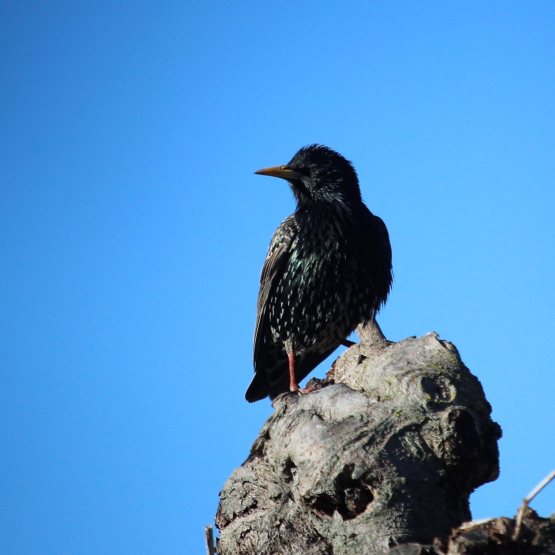 gsobrepera's tweet photo. 2 m. [LC] Persona molt eixerida. És un bon estornell, aquest!
@birdcatalunya https://t.co/n7Wb8b1UcT