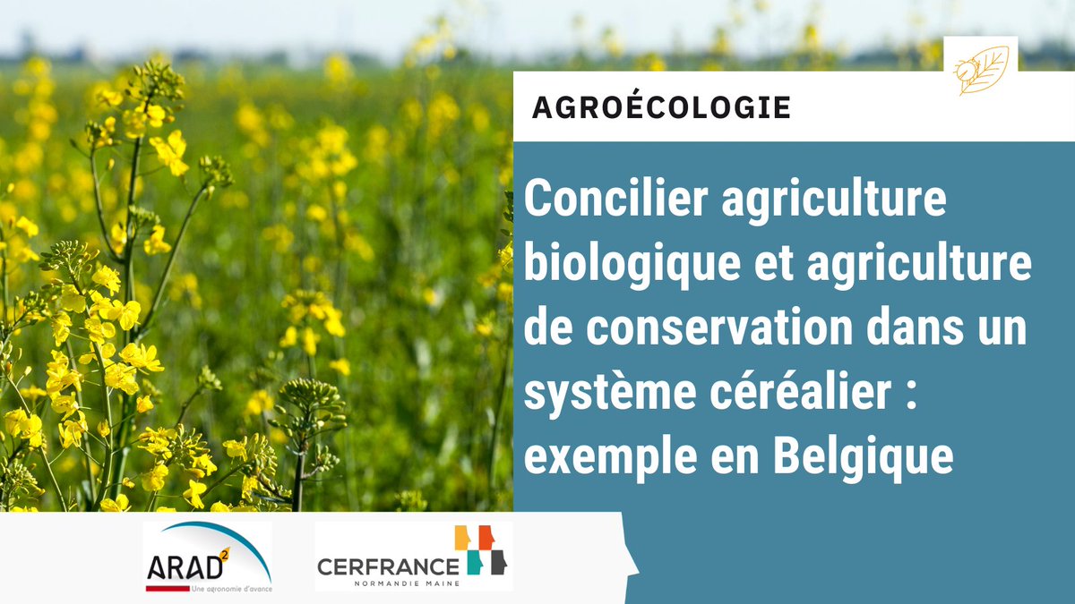 ARAD2_cerfrance's tweet photo. #ARAD2 | Concilier Agriculture Biologique et Agriculture de Conservation : un exemple de système en Belgique issu de la traque réalisée par  @JonasLecrosnier 

A consulter ➡️ https://t.co/IEvpDKFQUF

@CerfranceOrne @CERFRANCE1450 @Cerfrance_5372 @Cerfrance_sn @Cerfrance https://t.co/jh0aCWfyQQ