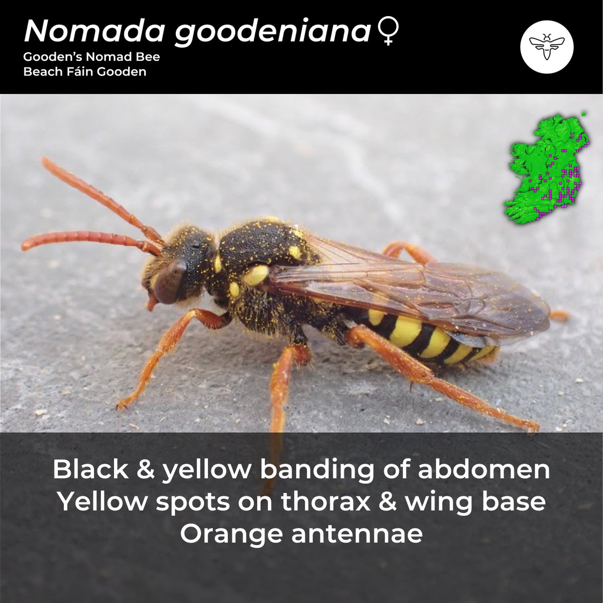 BeesOfIreland's tweet photo. Day 10: #CouchTo10SpringBees
Some of my favourite bees are Nomad Bees (Genus: Nomada).
You will often see these swarming the nesting aggregations of Mining Bees in their dozens or more.
I've always found them to be quite placid though.
@PollinatorPlan @BioDataCentre @NatureRTE https://t.co/0UBVE3pNdM